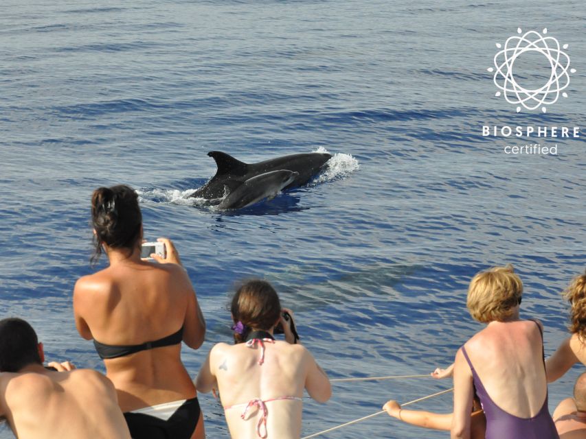 Funchal: Pico Arieiro, Cristo Rei and Dolphins Watching - Dolphin watching by catamaran: 3 hours of real chances on the south coast