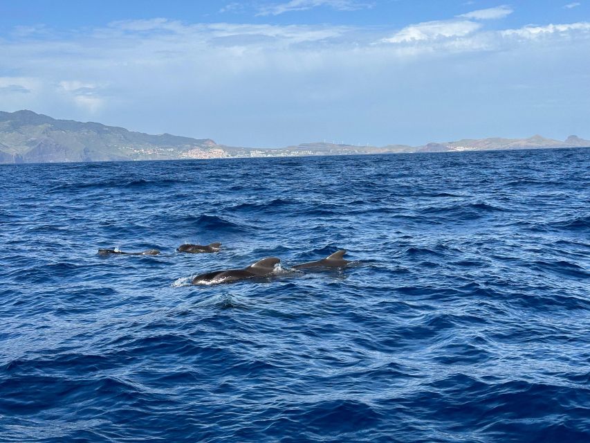 Funchal: RIB Whale Watching Cruise and Optional Dolphin Swim - How the dolphin and whale viewing feels on a small RIB
