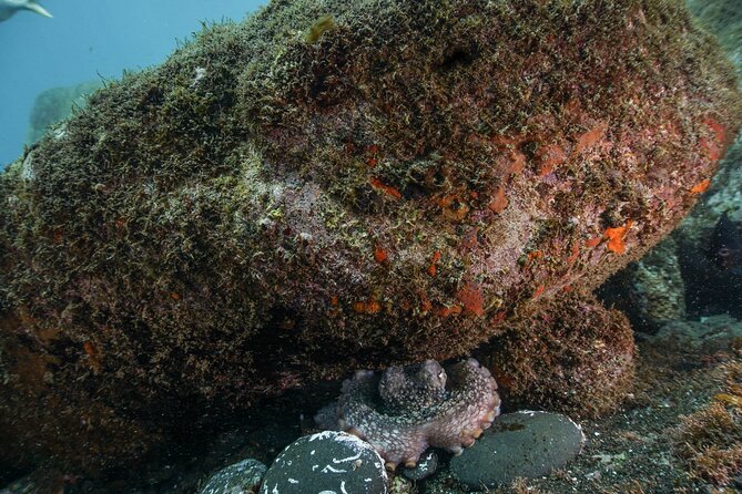 Funchal: Scuba Diving Experience for Beginners - Quick hits before you go