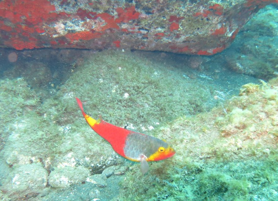 Funchal: Scuba Diving Experience for Beginners - Instructor quality is the difference, not just the equipment