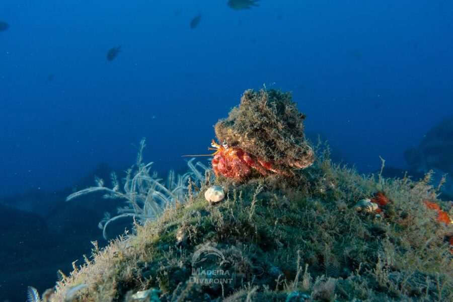 Funchal: Scuba Diving Experience for Beginners - Timing, group pace, and what can vary