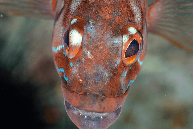 Funchal: Snorkeling Adventure in Eco-Park / Shore or by Boat - Shore Snorkel vs Protected-Reserve Boat in Madeira