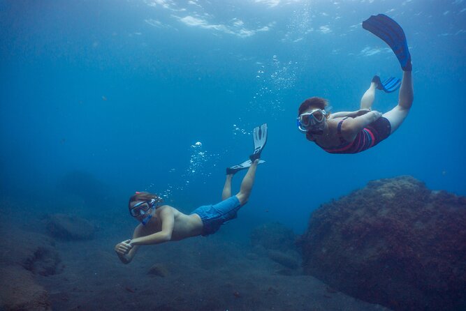 Funchal: Snorkeling Adventure in Eco-Park / Shore or by Boat - What You See Under Madeira’s Water