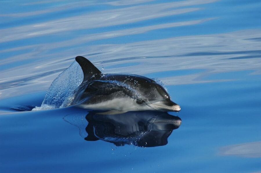 Funchal: Whale and Dolphin Watching Speed Boat Tour - Key Highlights You’ll Actually Care About