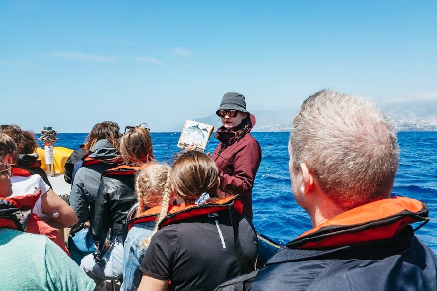 Funchal: Whale and Dolphin Watching Speed Boat Tour - Why Funchal’s Speed Boat Whale Watch Works So Well