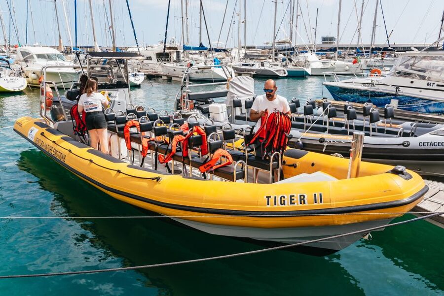 Funchal: Whale and Dolphin Watching Speed Boat Tour - The 2.5-Hour Plan, From Safety Rules to Open-Water Scanning