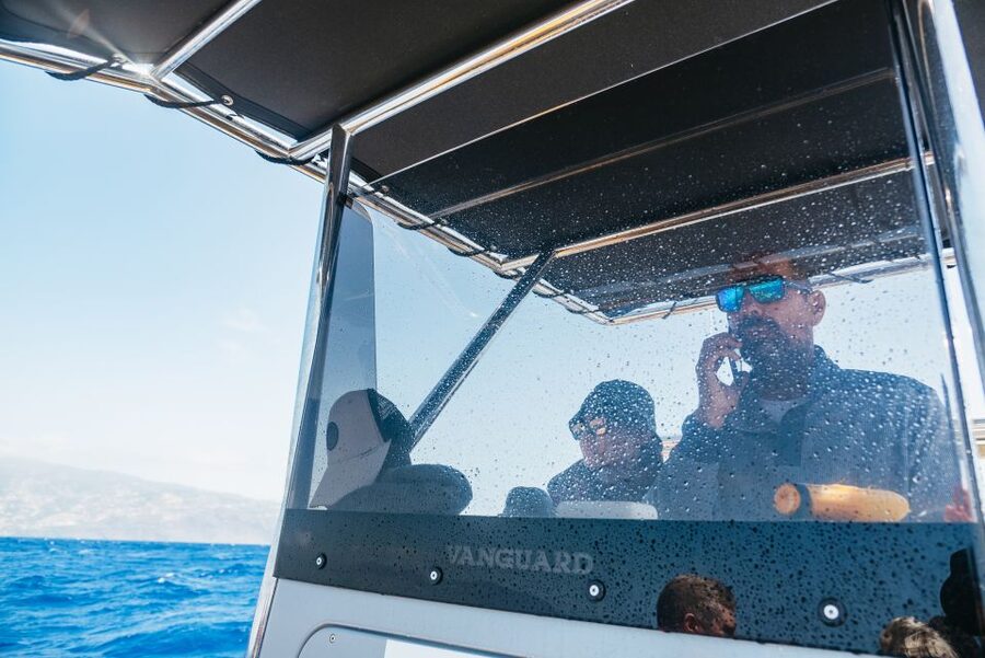 Funchal: Whale and Dolphin Watching Speed Boat Tour - Dolphins in Madeira: What You’re Looking For