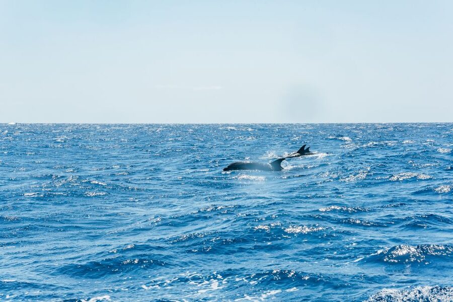 Funchal: Whale and Dolphin Watching Speed Boat Tour - Views Along Madeira’s Coast, Plus the Fun Part of a Fast Ride