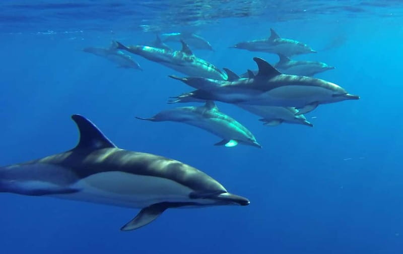 Funchal: Whale Watching and Swimming with Dolphins Cruise - Whale Watching and the Search Pattern Off Madeira