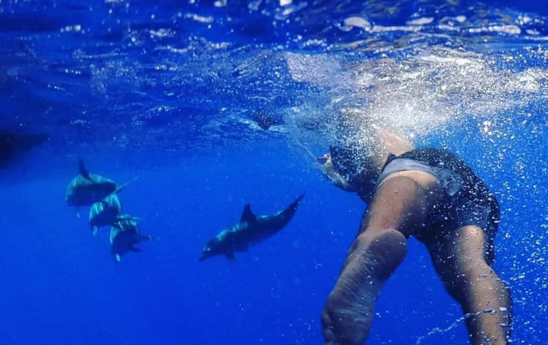 Funchal: Whale Watching and Swimming with Dolphins Cruise - The Marine Biologist Part: How to Make It Worth It