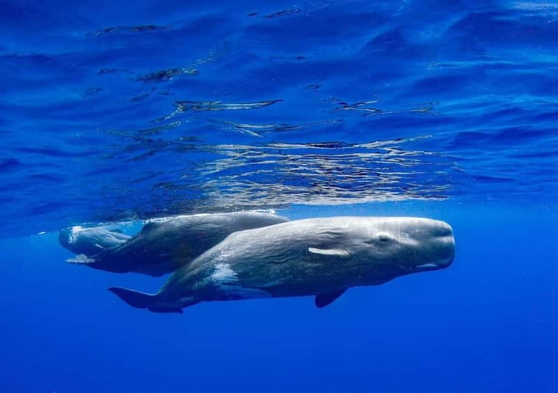 Funchal: Whale Watching and Swimming with Dolphins Cruise - The Swim With Dolphins Moment: The Magic, With a Reality Clause