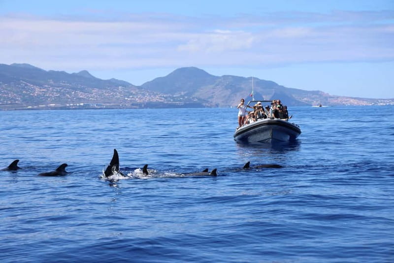Funchal: Whale Watching and Swimming with Dolphins Cruise - Price and Value: Is $94 a Fair Deal?