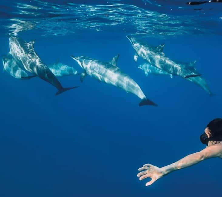 Funchal: Whale Watching and Swimming with Dolphins Cruise - Where You Start in Funchal, and How the Day Kicks Off