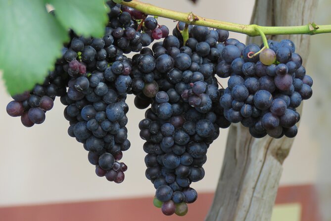 Guided 4x4 Adventure and Skywalk with Wine and Tapas in Madeira - Stop 6: Quinta do Barbusano vineyards, wine tasting and tapas worth budgeting for