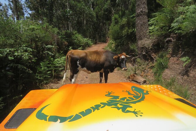 Guided Exploration of Southwest Madeira in a 4x4 - Key highlights from this Southwest Madeira 4x4 day