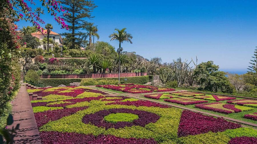 Guided Tuk-Tuk Tour to Botanical Garden (From Funchal) - From Avenida do Mar to Quinta: How the Tuk-Tuk Part Works