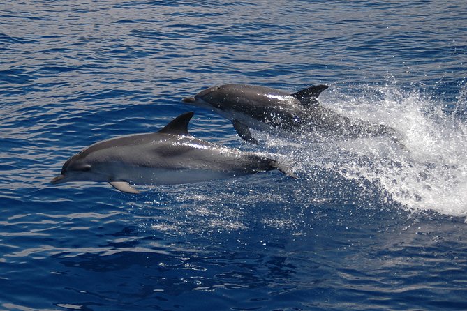 Half-day Catamaran Trip from Funchal - Why This Catamaran Works So Well From Funchal