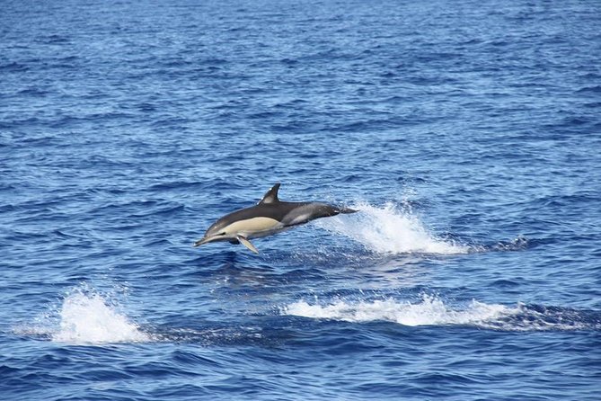 Half-day Catamaran Trip from Funchal - Wildlife Spotting Is the Fun Part, but Know the Odds