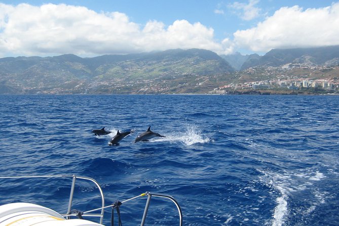 Half-day Catamaran Trip from Funchal - Price and Value, Why $40.55 Can Be a Bargain in Madeira