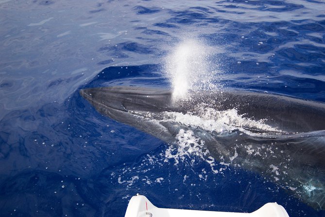 Half-day Catamaran Trip from Funchal - Who This Trip Suits Best, Families, Couples, and Sea-Lovers