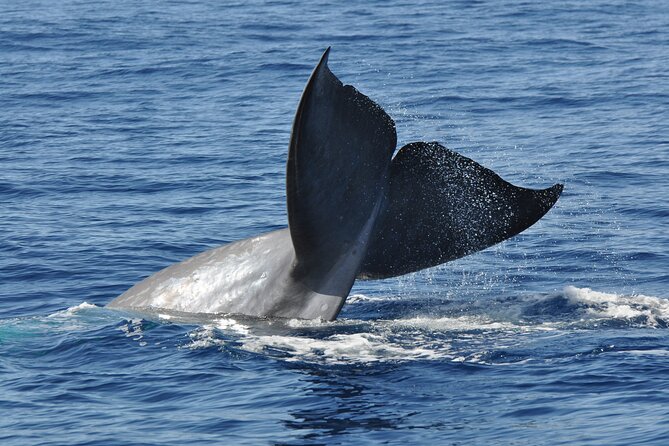Half-day Catamaran Trip from Funchal - What the 3-Hour Cruise Looks Like, Coastline, Wildlife Search, and Cabo Girão