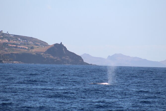 Half Day Madeira Island Cruise with Lunch - Meeting point in Funchal, pickup, and how the morning usually runs