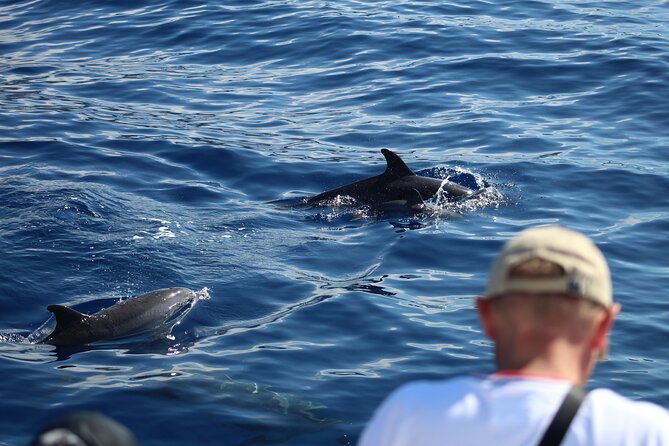 Half Day Madeira Island Cruise with Lunch - 5 hours at sea: what you’re likely to see along Madeira’s coast