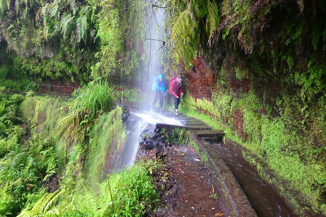 Hike in Laurisilva Levada do Rei - Madre of Life small Group guided walk - Laurisilva, the levada route, and why the guide matters
