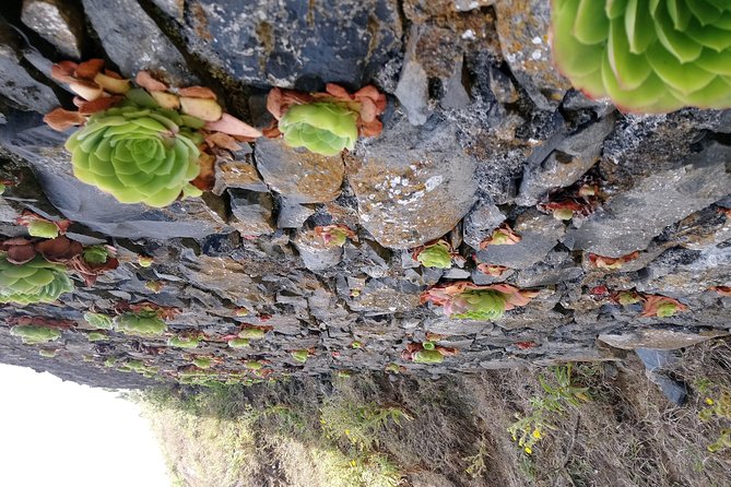 Hike Larano, Boca do Risco Porto da Cruz Levada in a small group - Vereda do Larano: the ancient trail stretch to prioritize