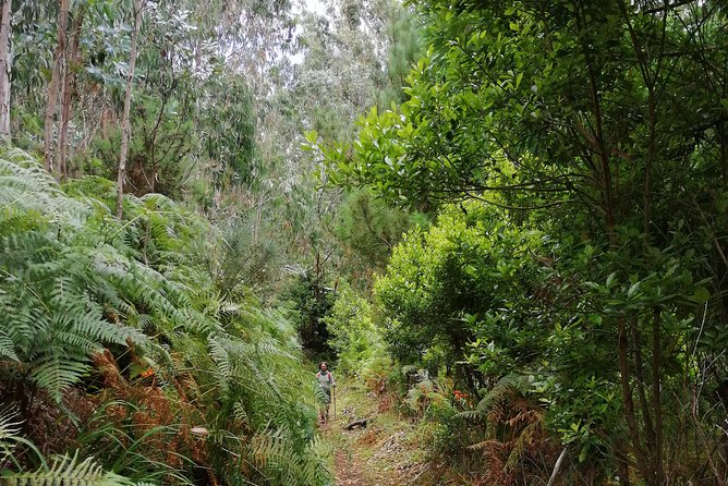 Hiking and Trekking tours in Madeira - Should You Book This Levada Hike With Madeira Mountain Tours?