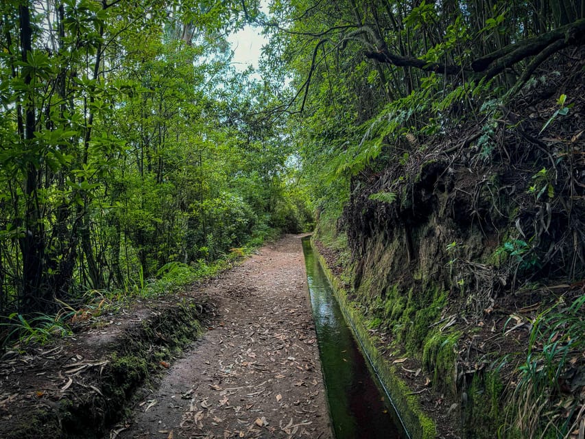 Hiking Madeira: Levada do Rei and the Majestic Laurissilva - The UNESCO Laurisilva moment: more than pretty trees
