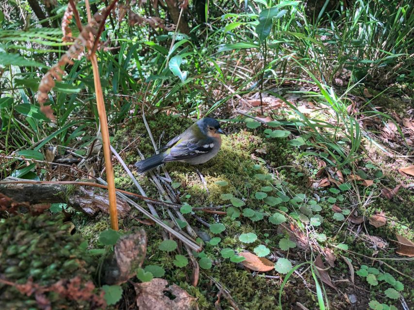 Hiking Trip with a Local - Key things that make this Madeira hike worth it