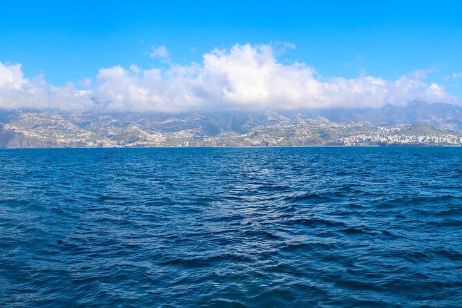 Hop-on Hop-off Bus Tour and Catamaran Whale & Dolphin Watching - Price and Value: Why This Combo Can Make Sense