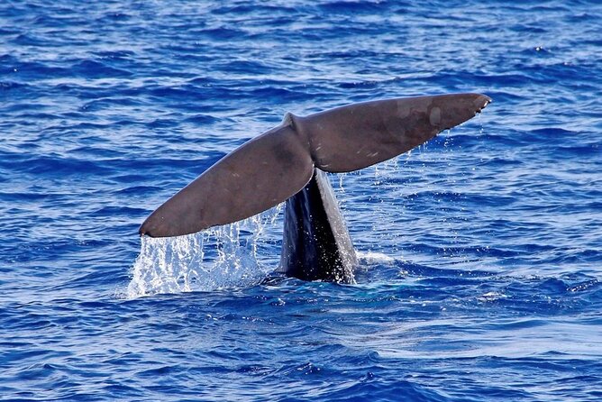 Hop-on Hop-off Bus Tour and Catamaran Whale & Dolphin Watching - Timing Tips so You Don’t Feel Rushed