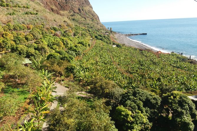 Incredible tour to a 'Faja' with a story - Fruit tasting and why the produce is the point