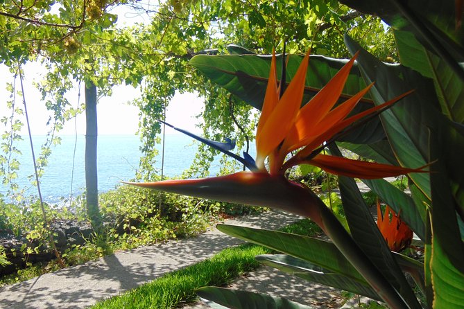 Incredible tour to a 'Faja' with a story - Restaurant terrace dining: plan it like a local