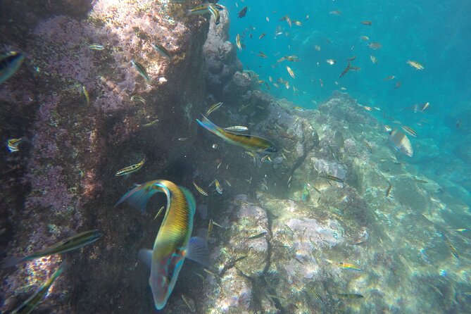 Kayak and Snorkeling Tour in Underwater Nature Reserve Garajau - Snorkeling Expectations in the Atlantic: Fish, Depth, and Possible Giants