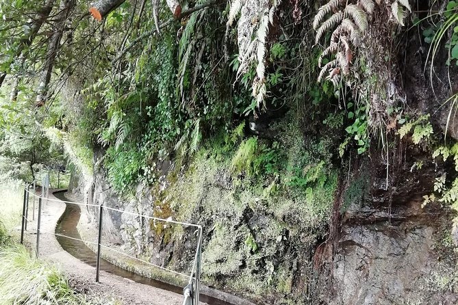 Kings Levada - São Jorge - The Plant Lesson: Exotic and Endemic Species on a Guided Trail
