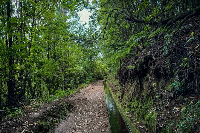 Levada do Rei (PR18) - Through Madeira's Majestic Laurissilva - Wildlife and endemic forest facts, guided by locals who read the trail