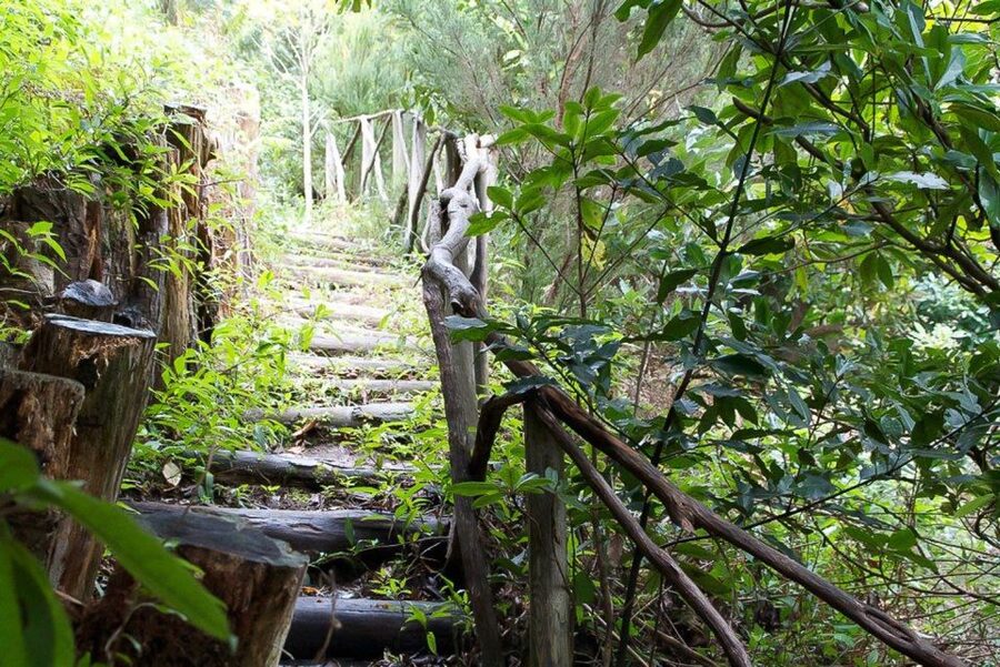 Levada Walk and Caldeirao Verde Waterfalls: Madeira - Who this tour suits best (and who should skip it)