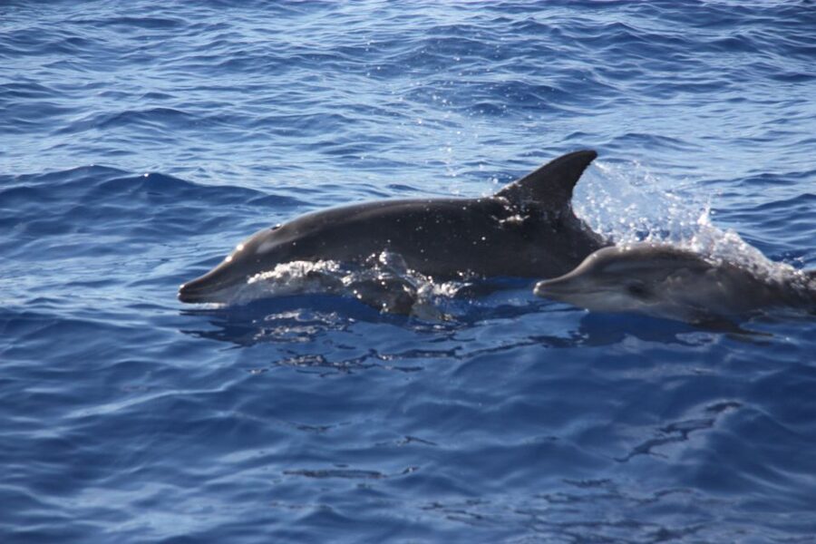 Madeira: 2.5-Hour Whale and Dolphin-Watching Cruise - Who This Tour Suits Best (and Who Might Skip It)