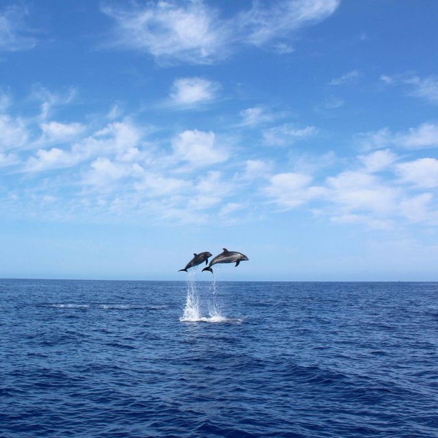 Madeira: 2.5-Hour Whale and Dolphin-Watching Cruise - From Marina da Calheta to Open Ocean in 2.5 Hours