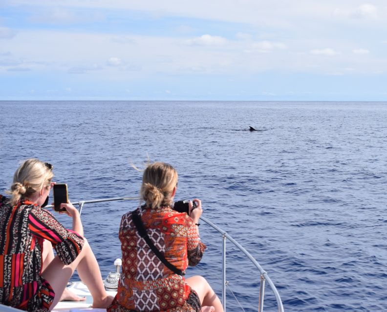 Madeira: 2.5-Hour Whale and Dolphin-Watching Cruise - How Whale and Dolphin Watching Works Here (and Why the Spotter Matters)