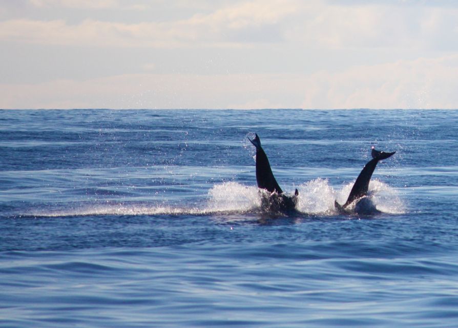 Madeira: 2.5-Hour Whale and Dolphin-Watching Cruise - Price and Value: Why $81 Feels Fair for This Setup