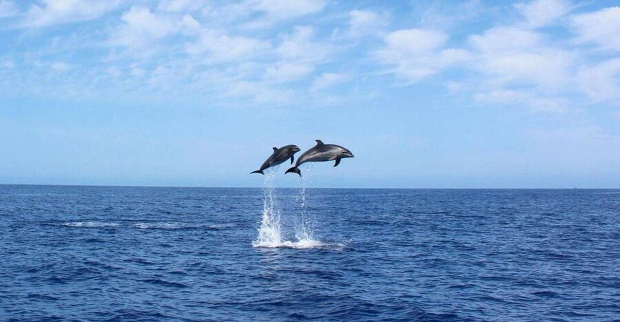 Madeira: 2.5-Hour Whale and Dolphin-Watching Cruise - The Yacht Experience: Comfort That Feels Like a Real Boat Trip