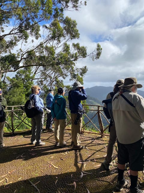 Madeira: Birdwatching - The Endemics - Madeira endemics, in a half-day format that makes sense