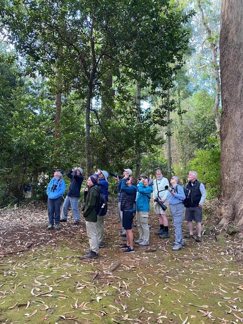 Madeira: Birdwatching - The Endemics - Price and value: is $64 fair for 4.5 hours?