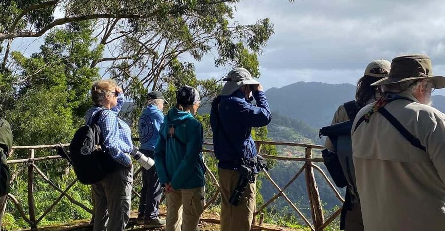 Madeira: Birdwatching - The Endemics - Madeiran Firecrest, Chaffinch, and more: how endemics shape the walk