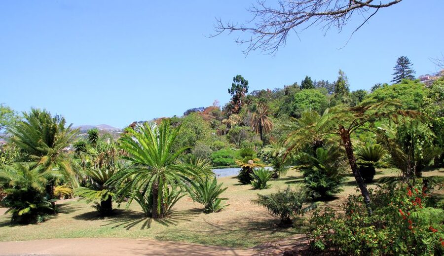 Madeira: Botanical Garden in a Tuk-Tuk Tour - A Hilltop Tuk-Tuk Drive That Changes Your Perspective on Funchal