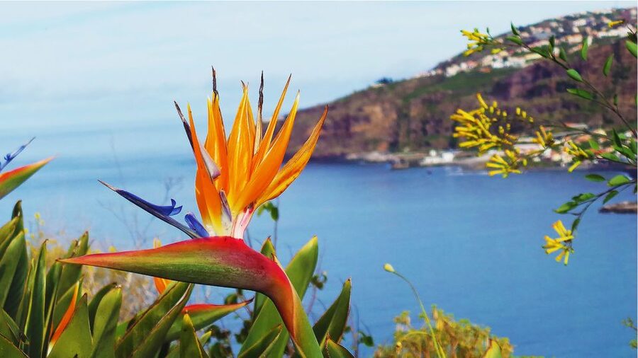 Madeira: Cabo Girao, Jeep Tour Adventure and Wine Tasting - Câmara de Lobos: the fishing village that gives you a soft landing